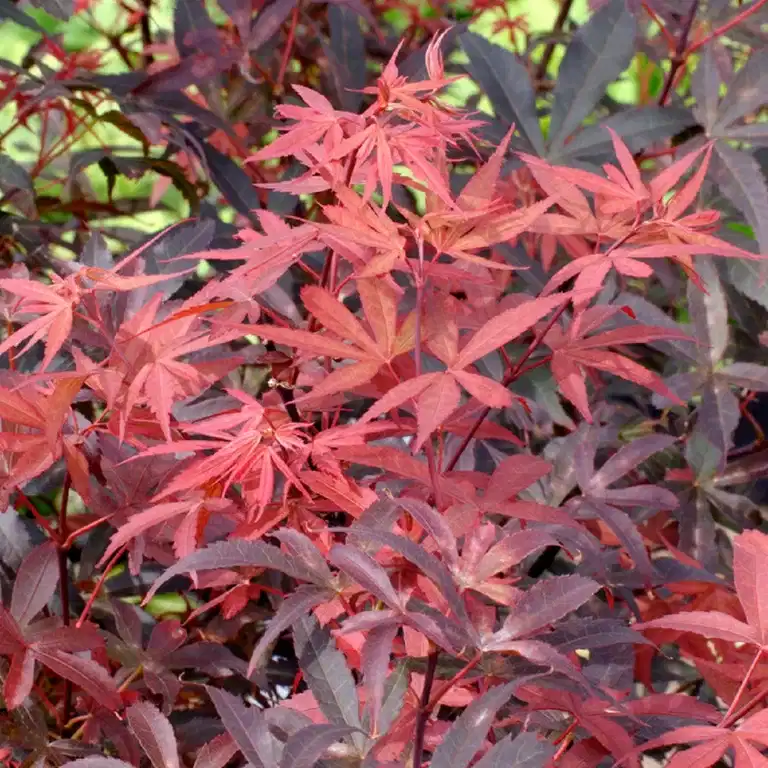 Acer palmatum 'Skeeter's Broom' 30cm