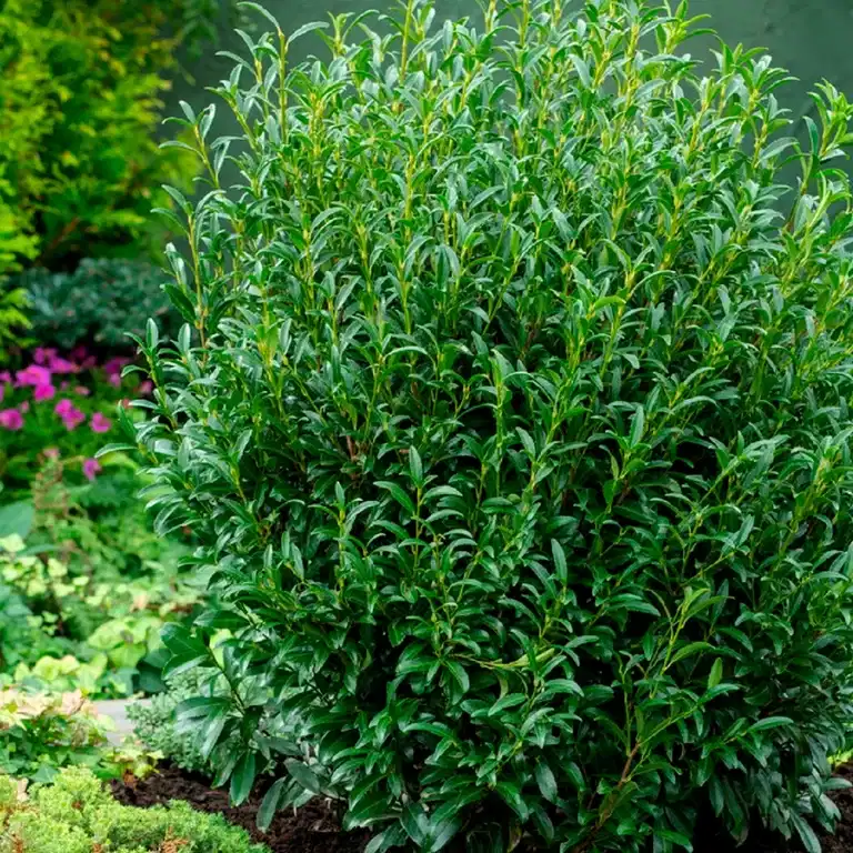 Prunus laurocerasus SOFIA ('Zsófi') 23cm