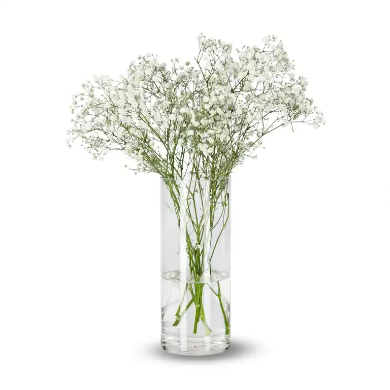 Gypsophila 50cm 5pk YR