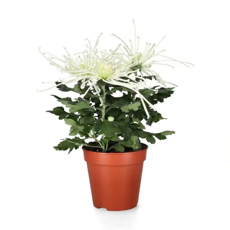 Chrysanthemum Fireworks Cream 13 cm