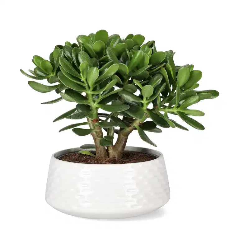 Crassula magical tree in 22 cm ceramics