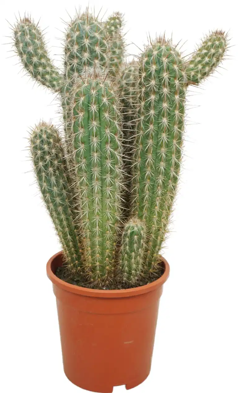 Cactus Upgoing mix 17 cm