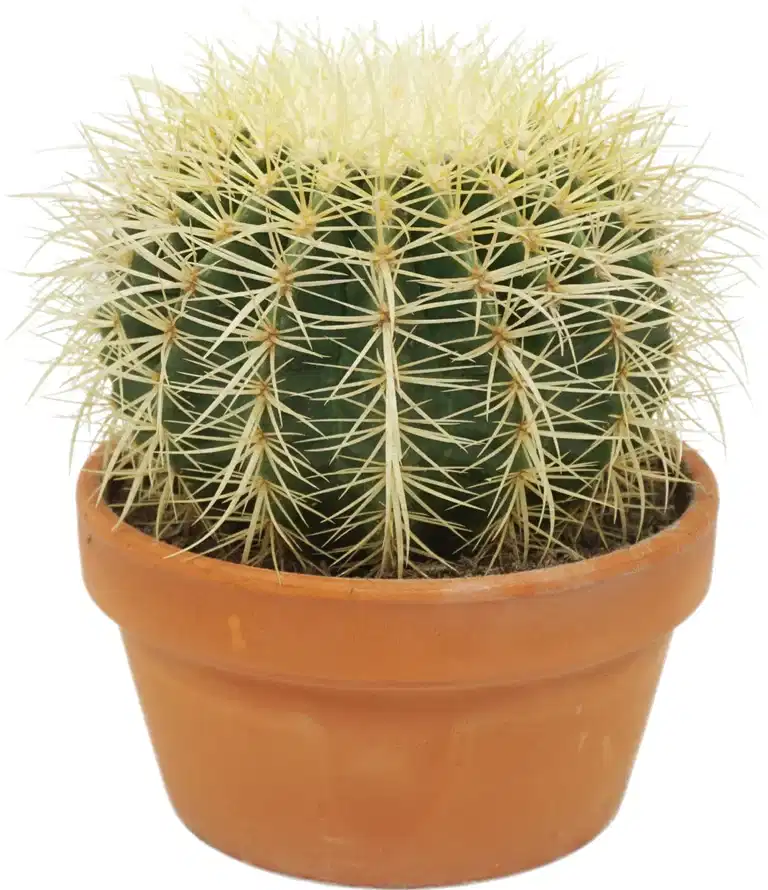 Cactus Ball mix 17 cm