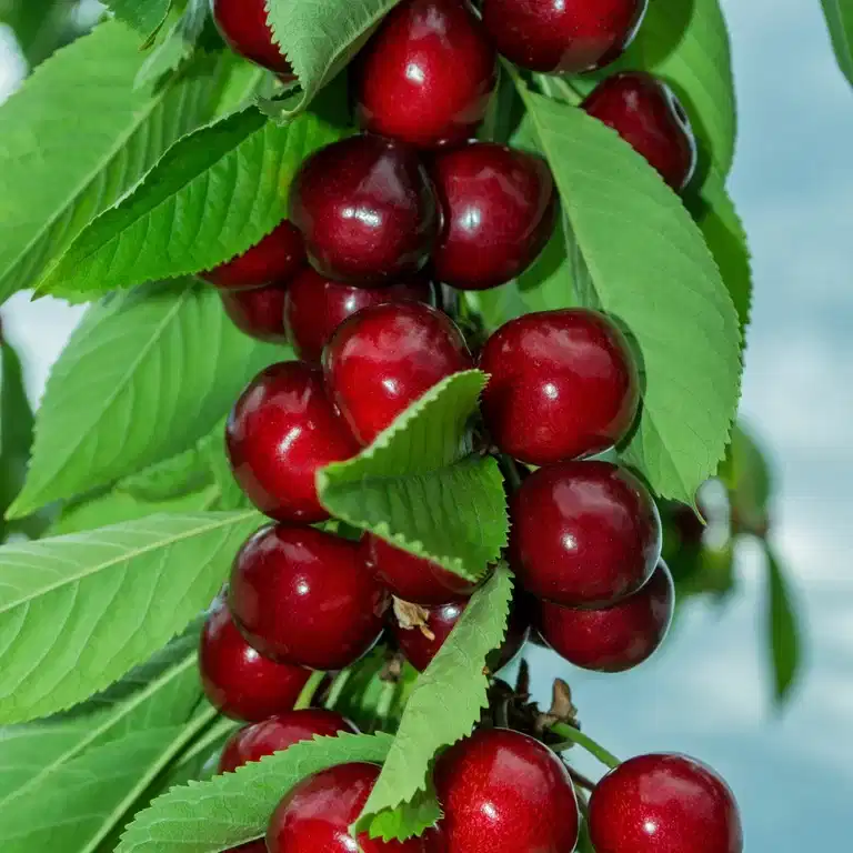 Prunus avium 'Nana Garden Bing' C 10