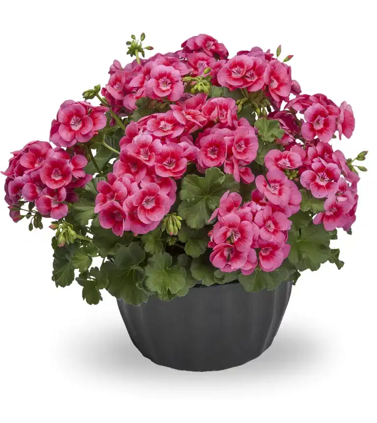 Pel. 'Pretty Little' h.basket 25 cm