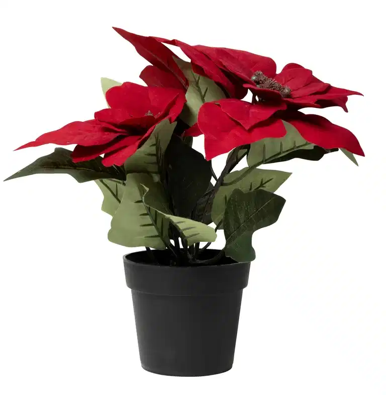 Pointsetta potted large H24 red