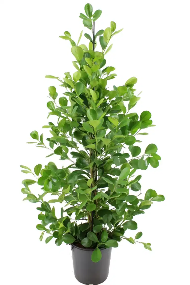 Ficus microcarpa 'Moclame'