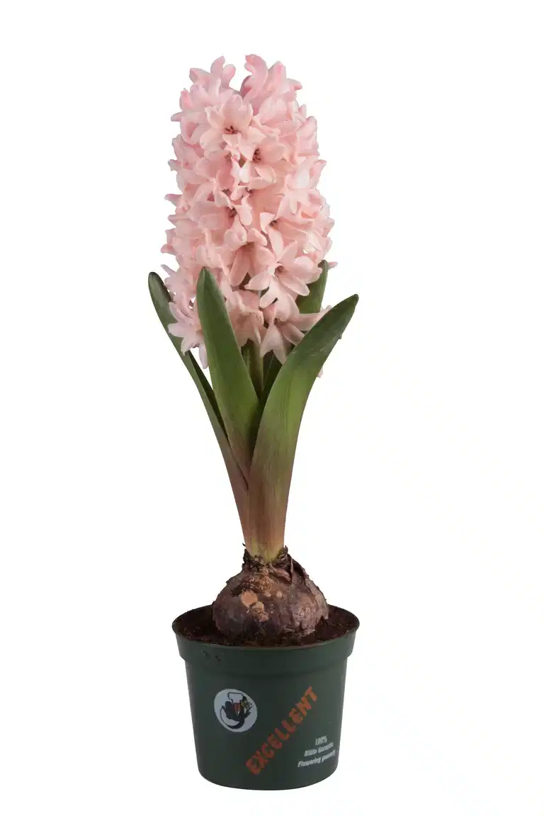 Hyacinthus 'Apricot Passion' 8,5 cm