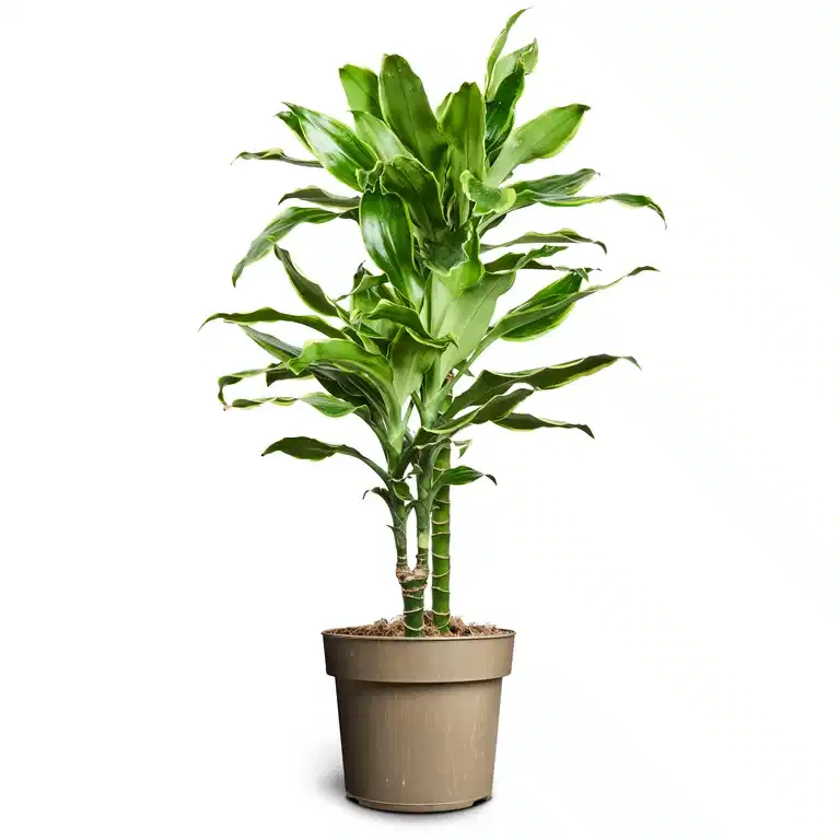 Dracaena fragrans 'Gold coast' 17 cm