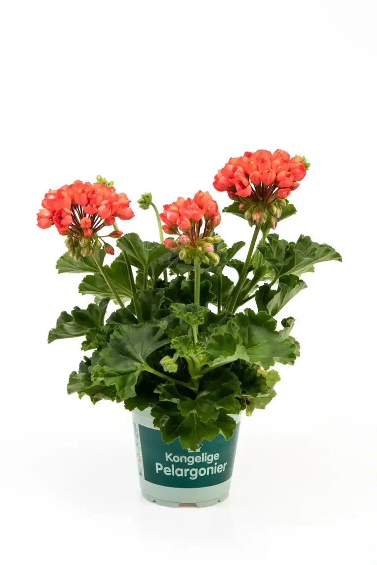 Pelargonium 'Red Pandora'