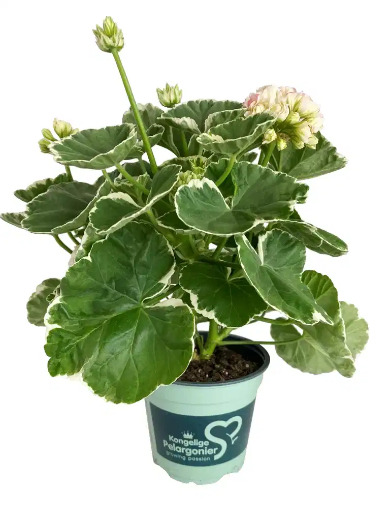 Pelargonium x hortorum 'Aiko'