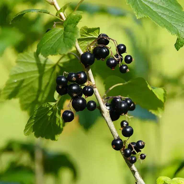 Ribes nigrum 'Black Marble' 13cm BIO