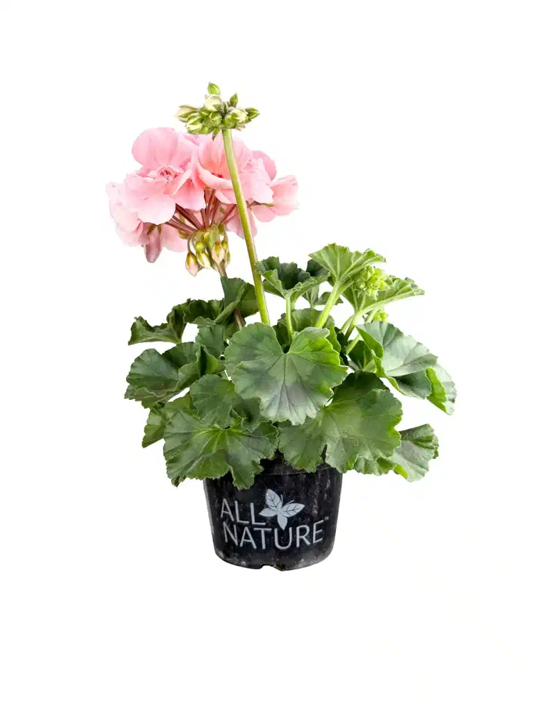 All Nature Zonalpelargon