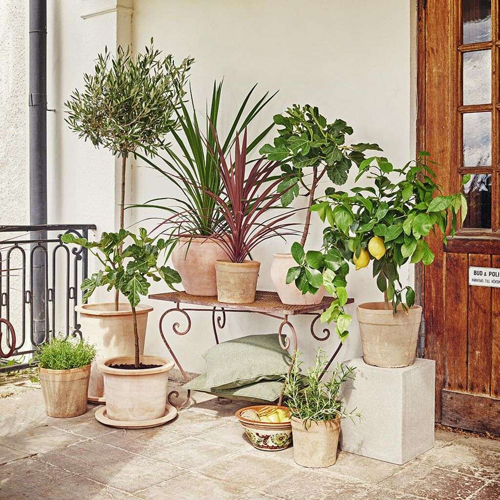 Image of Skötsel av växterna