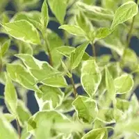 Rysk kornell 'Elegantissima'