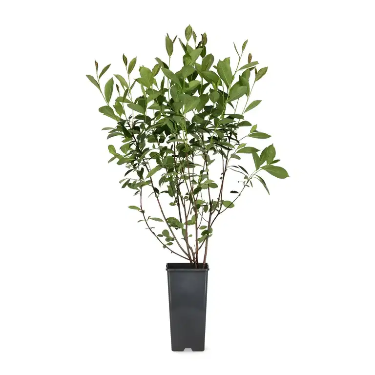 Svartaronia fk MOSKVA