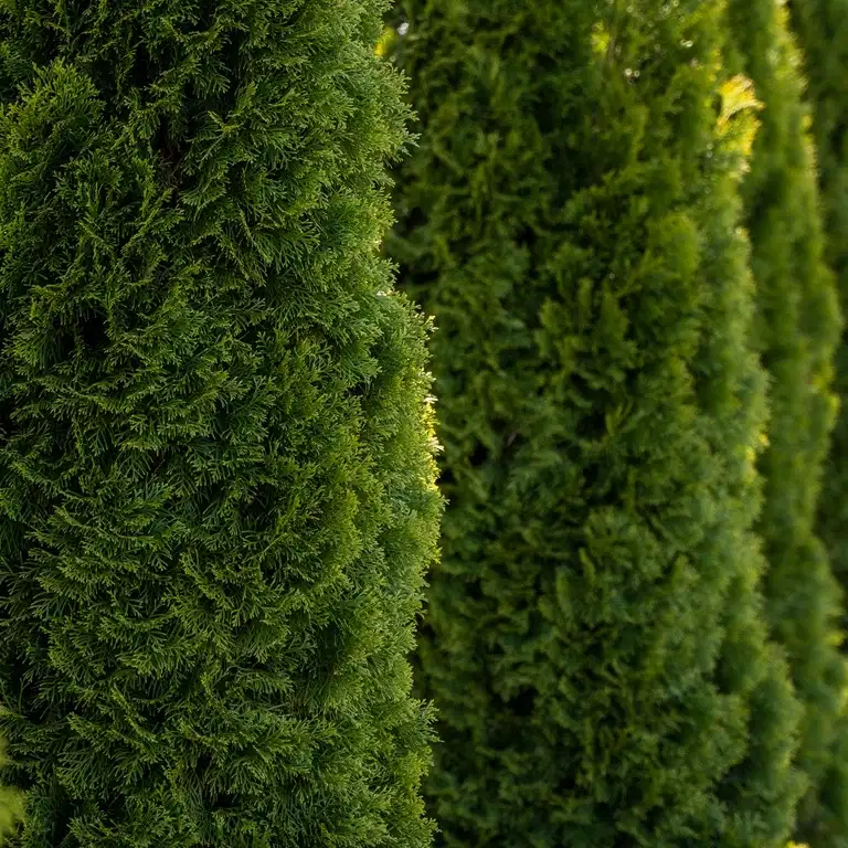 Tuja 'Smaragd'