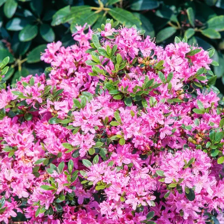 Skvattramalpros BLOOMBUX