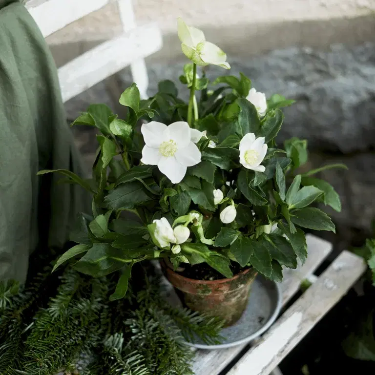Helleborus- facts and advice on care