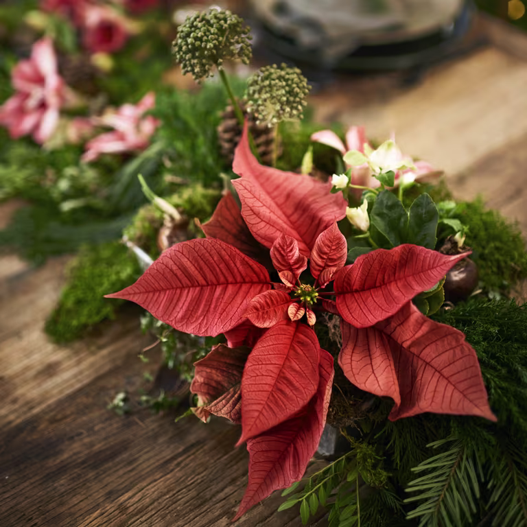 Julstjärna – fakta och skötselråd