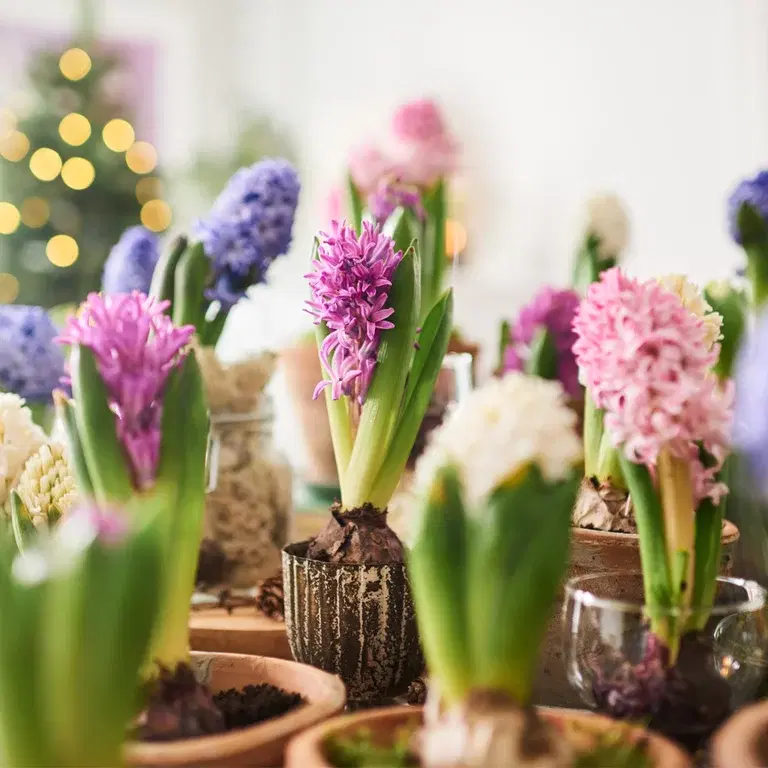 Hyacinth - facts and care tips
