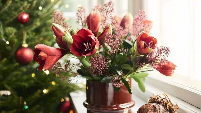 Christmas flowers that create a festive atmosphere