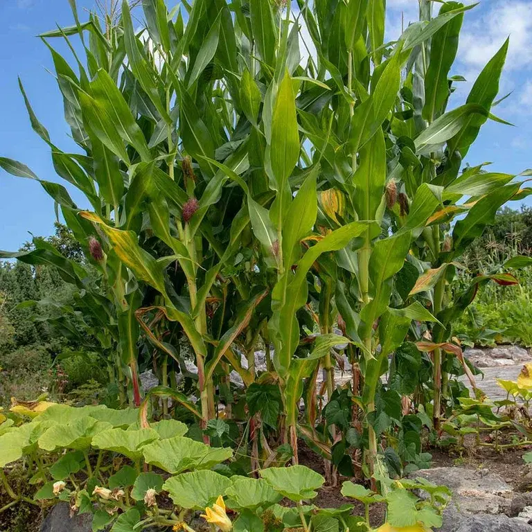 Three sisters - beans, squash and corn in clever intercropping