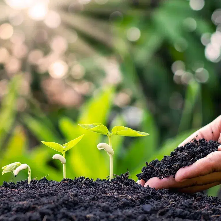 Så frön i höst och möts av blommor i vår 