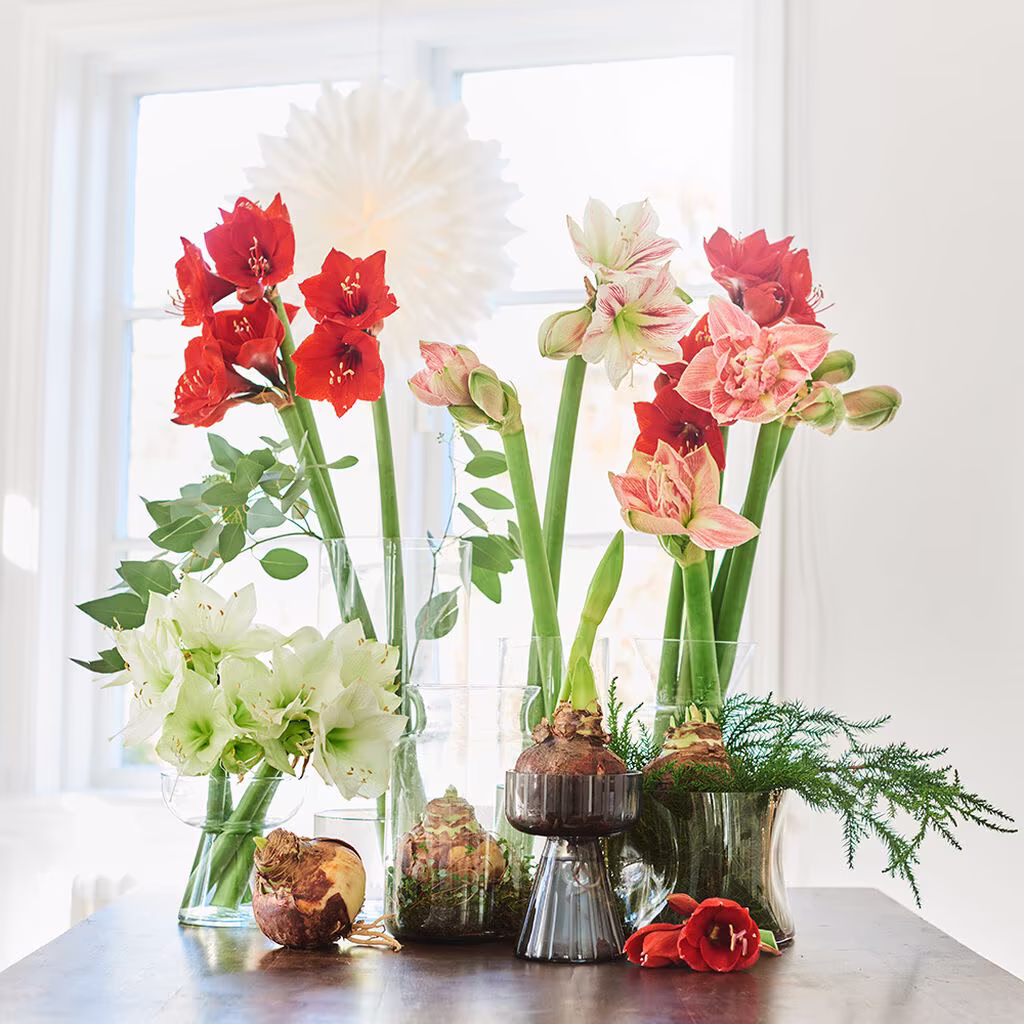 Få amaryllis att blomma när du vill
