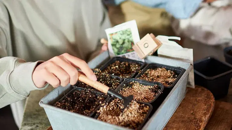 Januari - detta kan du så och odla