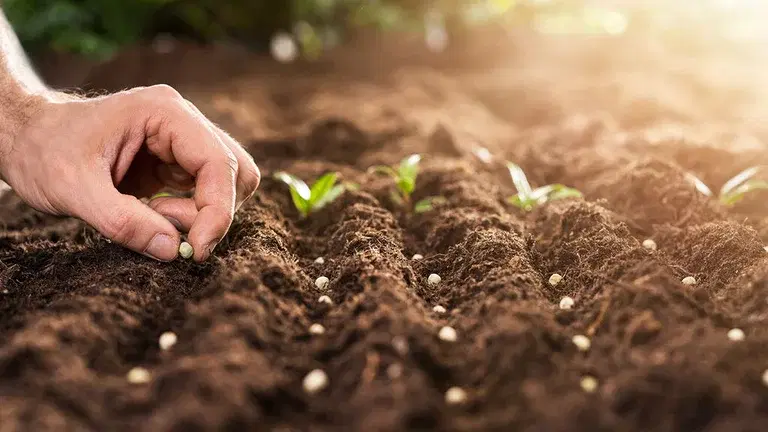 May - this is what you can cultivate