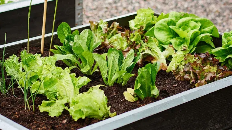 Juni - detta kan du så och odla