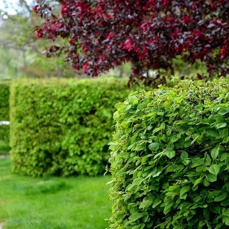 How to care for your hedge