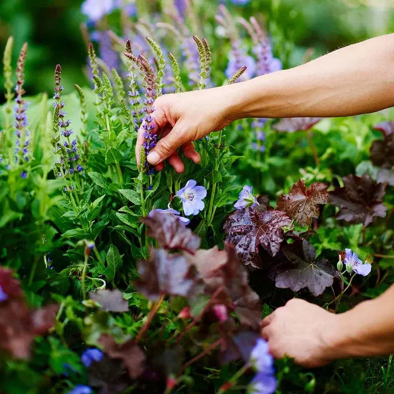 Perenner i rabatt och kruka – plantering och skötsel 