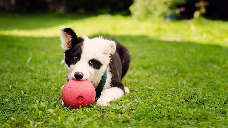 Hundvalp: 8 saker som kan vara bra att ha hemma när hunden flyttar in