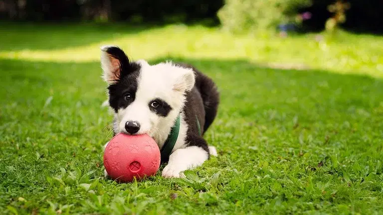 Puppy: 8 things you should have when your puppy moves in