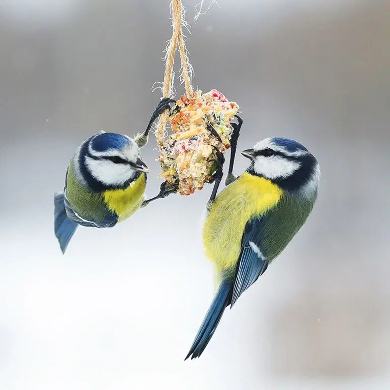 Birdfeeding - how to succeed