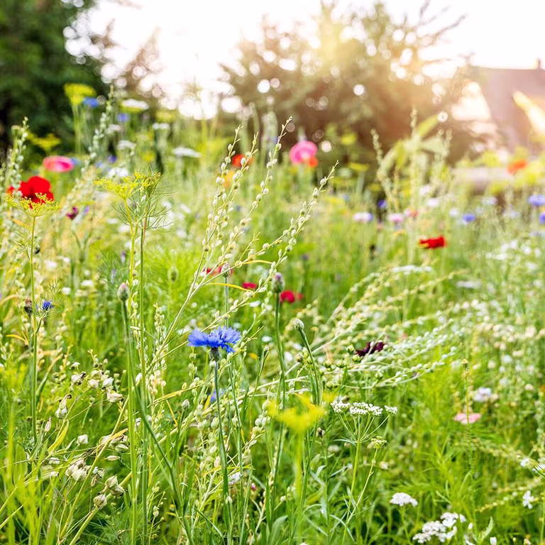 Ängen – ett paradis för pollinerare 