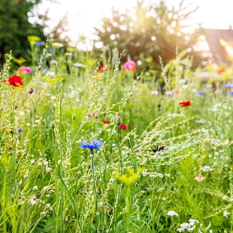 Flower meadows – a paradise for pollinators