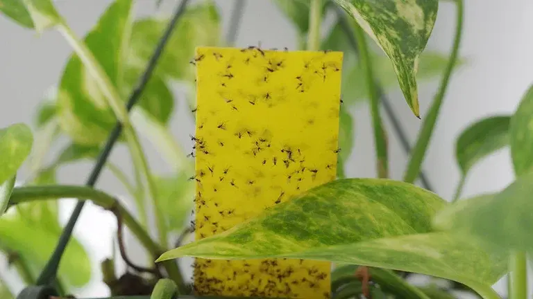 Blackflies (biting midges) - how to get rid of them