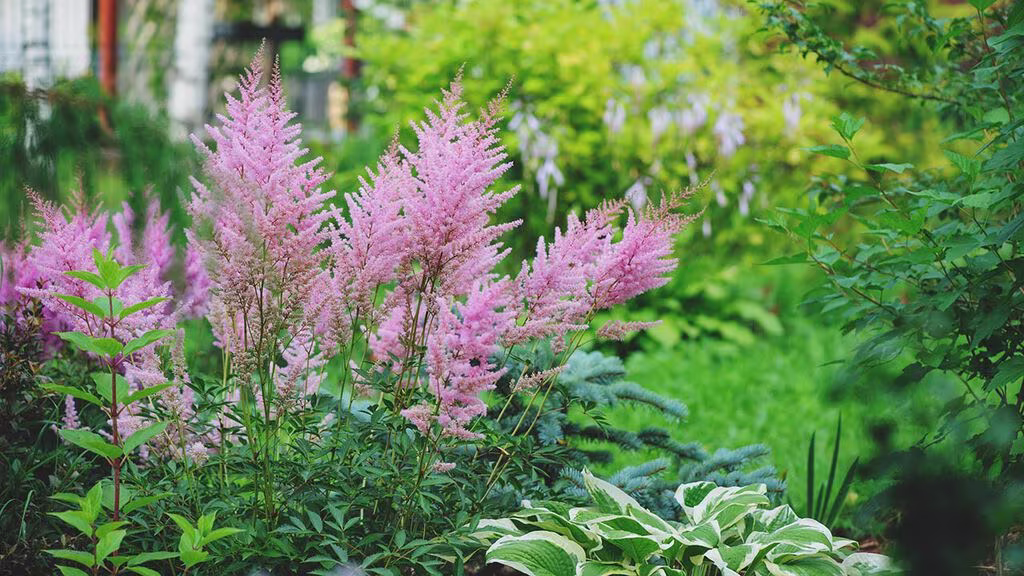 Latmansträdgård med lättskötta växter 