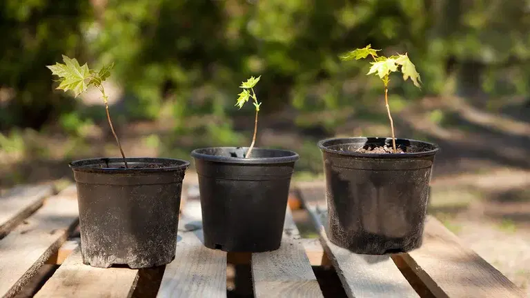 This is how you propagate plants into cute mini-trees