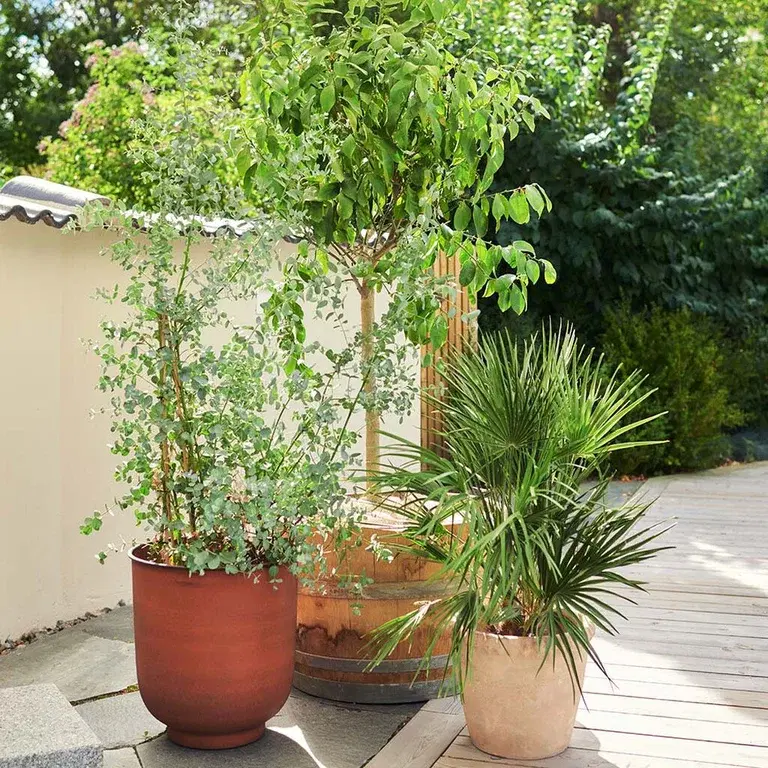 Trees and shrubs in pots – how to succeed
