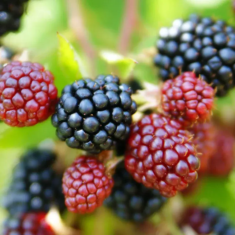 Berries - how to succeed