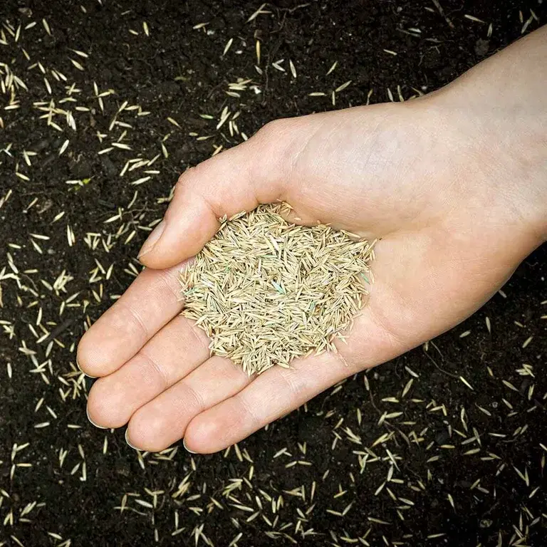 Så gräsmatta - så lyckas du