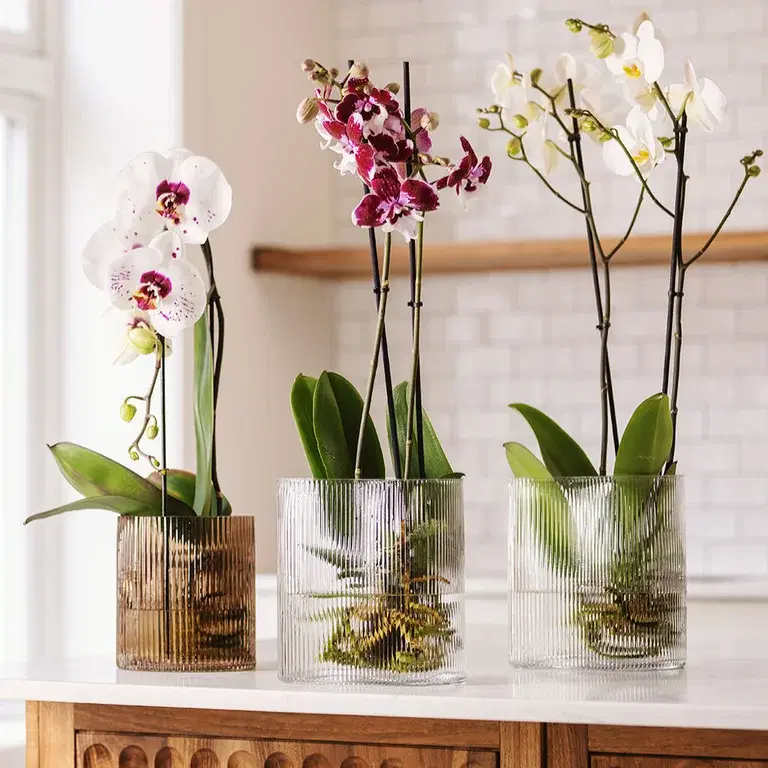 Orchid in water - how to do it