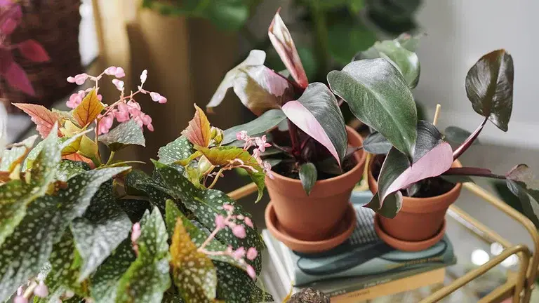 Green plants with special leaves