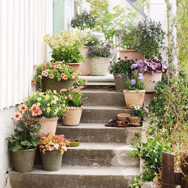 Plantering i krukor 