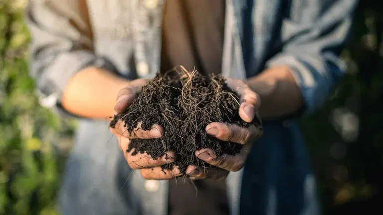 Reuse the soil in plant boxes and pots