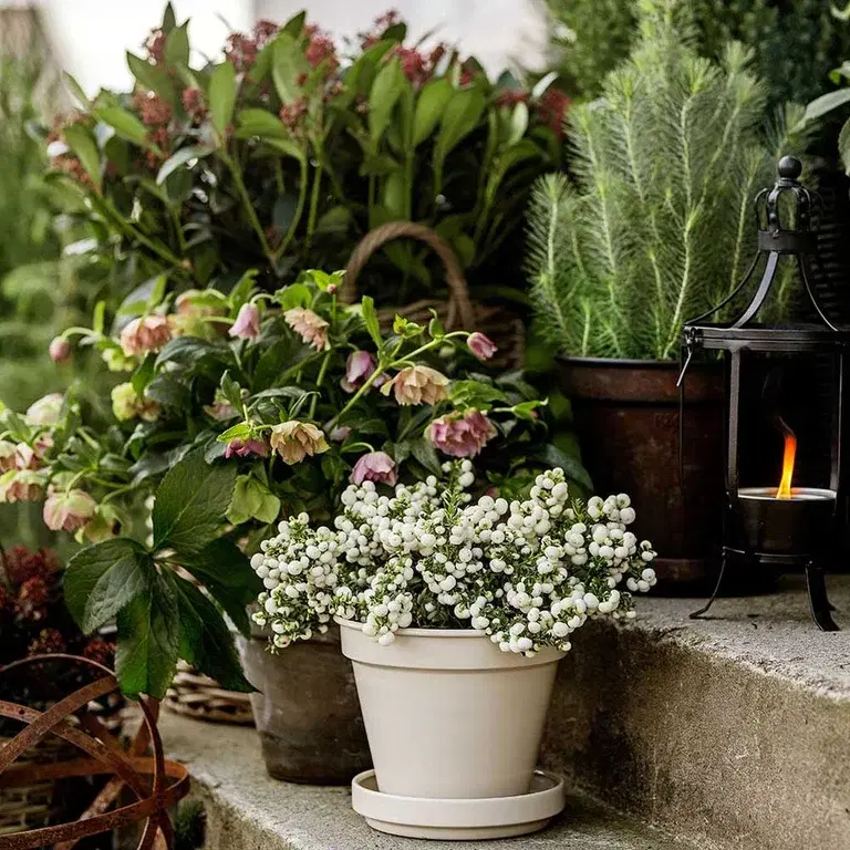 Create winter magic in the garden with plants that can withstand frost